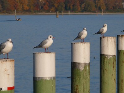 Holiday apartment King Dagobert - Environment photo 18