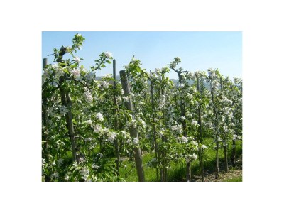 Holiday apartment King Dagobert - Environment photo 20