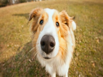 Holiday park Chalet in Eindhoven near Green Forests - Outdoor photo 37