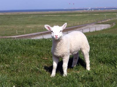 Holiday house Nordsee Huus - Environment photo 18