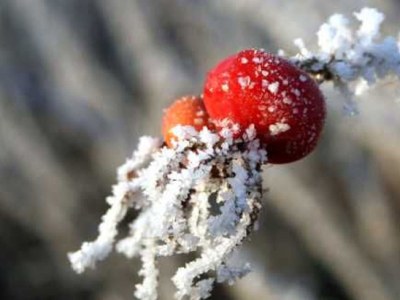 Holiday house Nordsee Huus - Environment photo 19