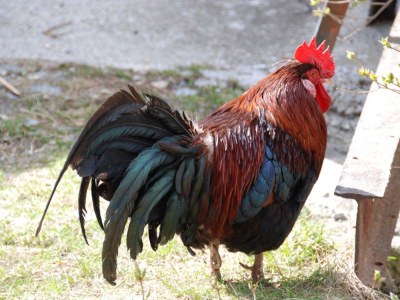 Holiday apartment Radmuellerhof - Environment photo 15