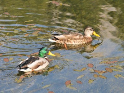 Holiday apartment Radmuellerhof - Environment photo 17