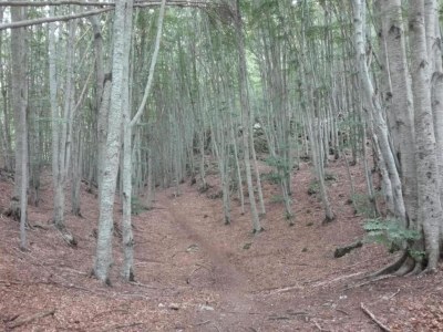 Apartment Wohnung in Casola nahe Torre di Casola - Environment photo 32