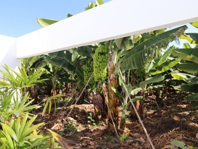 Holiday house Villa Ines in Playa San Juan - Environment photo 29