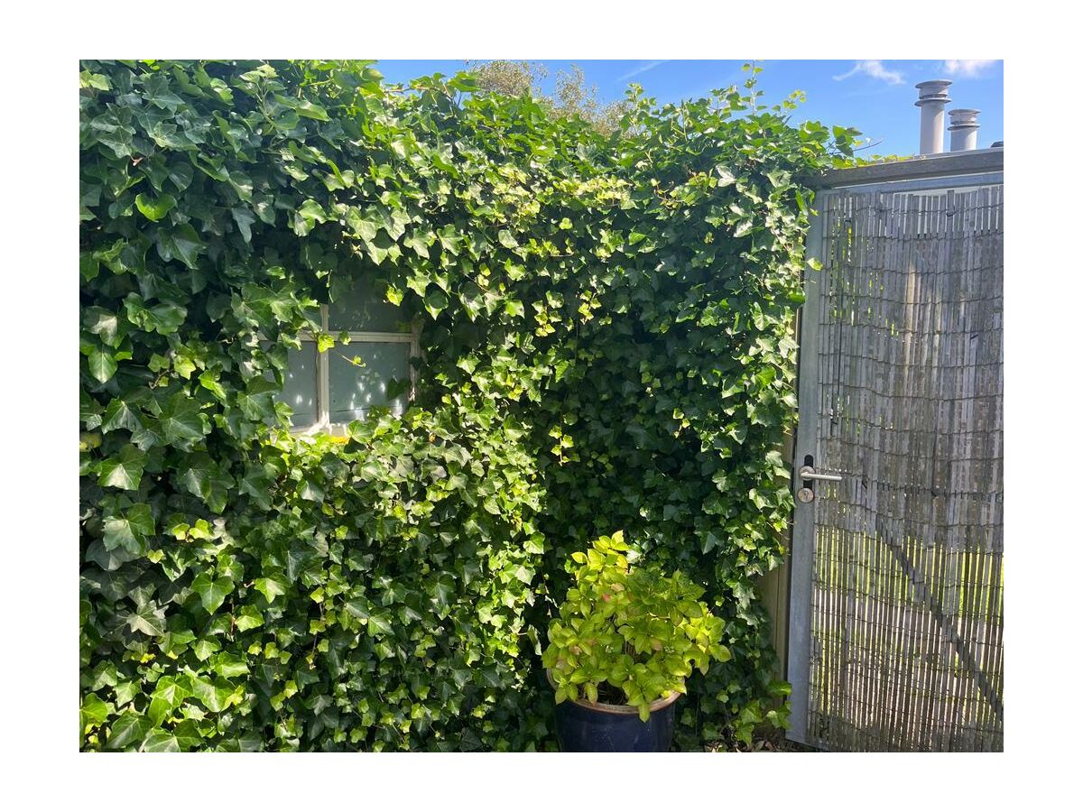 Holiday apartment Beach Cottage Noordwijk - Outdoor photo 5