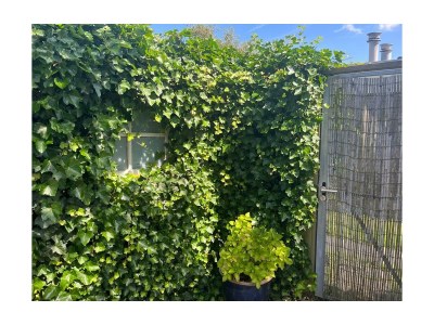 Holiday apartment Beach Cottage Noordwijk - Outdoor photo 5