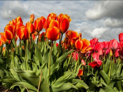 Holiday apartment Beach Cottage Noordwijk - Environment photo 25