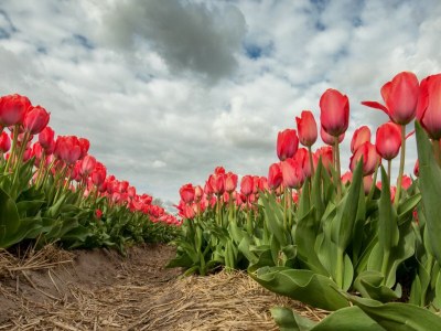 Holiday apartment Beach Cottage Noordwijk - Environment photo 32
