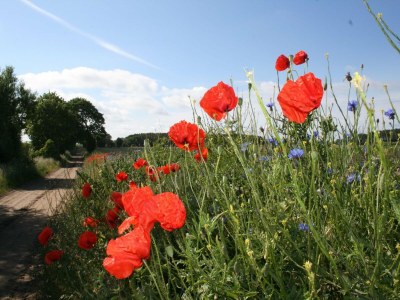 Apartment Küstenwohnung in Zierow - Environment photo 15