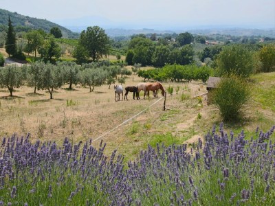 Farmhouse Bauernhaus in Casperia mit Pool & Aussicht - Environment photo 33