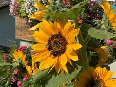 Apartment Apartment/2 Schlafräume/Dusche, WC - Outdoor photo 20