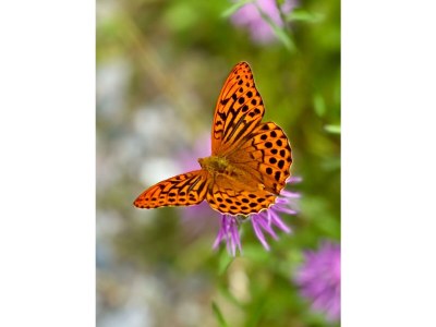 Apartment Alpenglück, Ap./3-4 Schlafräume/Dusche, WC - Outdoor photo 22