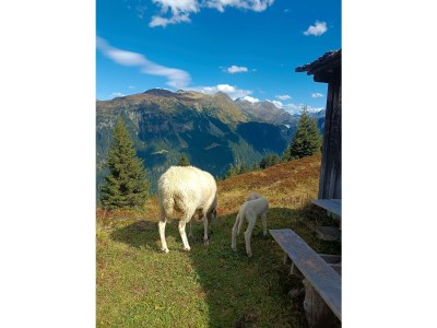 Apartment Alpenglück, Ap./3-4 Schlafräume/Dusche, WC - Outdoor photo 37