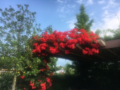 Holiday apartment Rot at the Sandwiesen-Hof - Outdoor photo 16