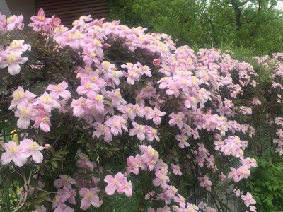Holiday apartment Rot at the Sandwiesen-Hof - Outdoor photo 18