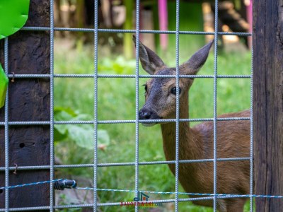 Holiday house Mountain Escape with Indoor Pool - Environment photo 37