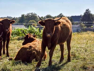 Holiday house Calvinet Landurlaub - Environment photo 28