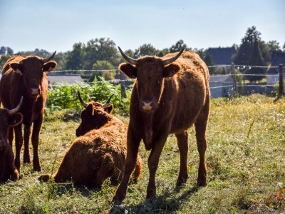 Holiday house Calvinet Landurlaub - Outdoor photo 40