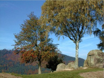 Holiday apartment A Sonnenhalde - Environment photo 42