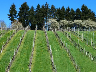 Holiday apartment D Sonnenhalde - Environment photo 43