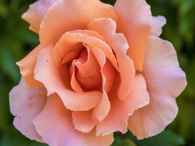 Holiday house Holiday Home in Dordogne with Pool - Outdoor photo 40