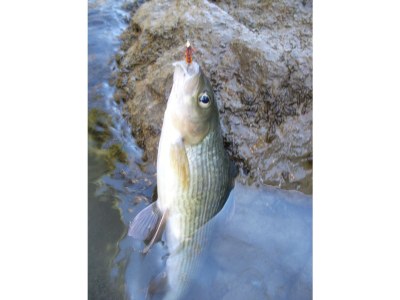 Holiday house Alpenchalet - Environment photo 26