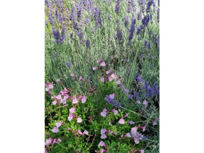 Holiday house Wildrose with Apartment - Outdoor photo 10