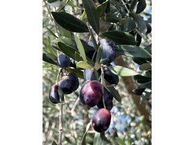 Holiday house Wildrose with Apartment - Outdoor photo 12