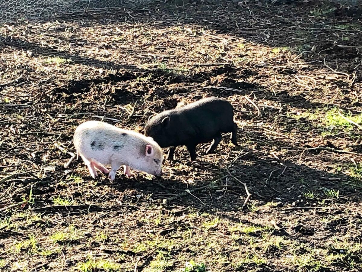 Holiday house 5 star holiday home in Grindsted-By Traum - Outdoor photo 2