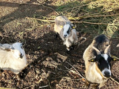 Holiday house 5 star holiday home in Grindsted-By Traum - Outdoor photo 40