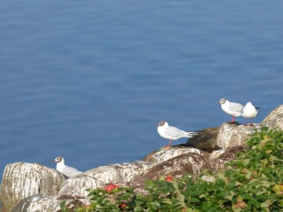 Holiday house 4 Sterne Ferienhaus in Skals-By Traum - Outdoor photo 16
