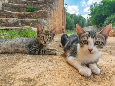 Farmhouse SON MAYOL 1 - Outdoor photo 24