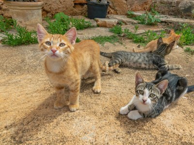 Farmhouse SON MAYOL 1 - Outdoor photo 25