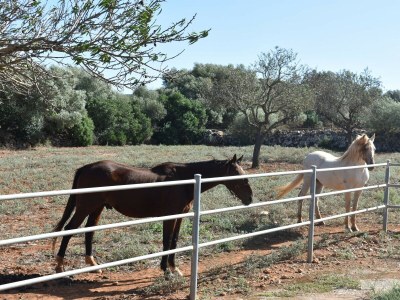 Villa SON GENER (MANACOR) - Environment photo 34