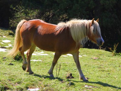 Holiday apartment Haus Alpin 3 - Environment photo 15