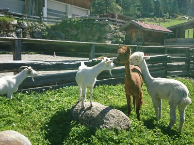 Holiday apartment Apartment Solvina in the organic & equistrian farm the Veitenhof - Environment photo 36