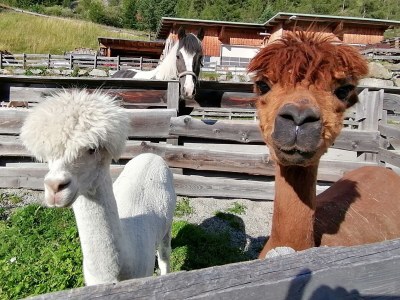 Holiday apartment Tessadina in the organic & equistrian farm the Veitenhof - Environment photo 29