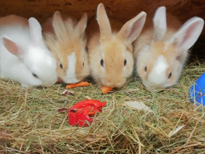 Holiday apartment Tessadina in the organic & equistrian farm the Veitenhof - Environment photo 39