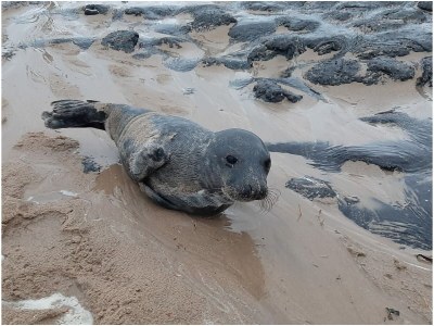 Holiday apartment Achterweg - Environment photo 14