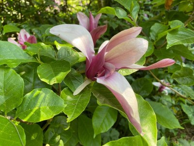 Holiday house Village House in Leende near Star Restaurant - Outdoor photo 37