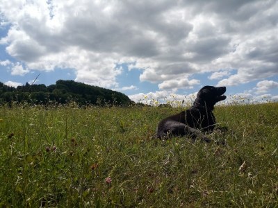 Holiday house Charmantes Ferienhaus mit Naturgarten - Environment photo 24