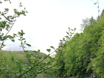 Apartment Neue Allergiker-Ferienwohnung mit Terrasse im WW - Outdoor photo 31