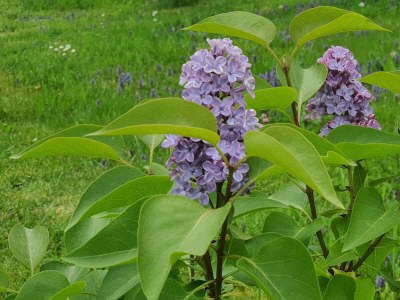 Apartment Appartement/Fewo (40qm) mit Gartenblick - Outdoor photo 37
