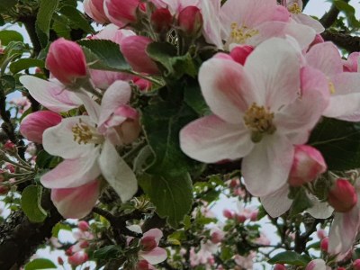 Apartment Appartement/Fewo (40qm) mit Gartenblick - Outdoor photo 67