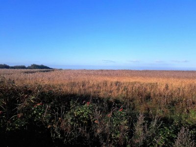 Holiday house 5 person holiday home in Skjern-By Traum - Outdoor photo 13