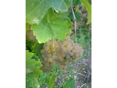 Apartment Ferienwohnung Kreuzblick - Outdoor photo 6