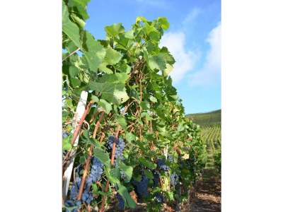 Apartment Ferienwohnung Kreuzblick - Outdoor photo 7