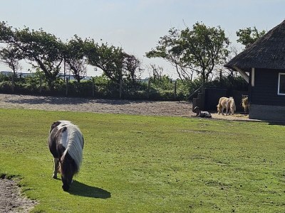 Holiday apartment DÃ¼nenGras - Environment photo 23