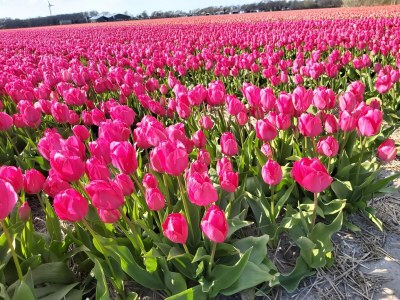 Holiday apartment DÃ¼nenGras - Environment photo 29